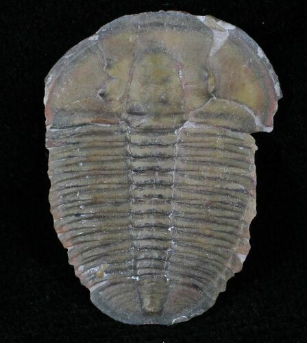 Elrathia Trilobite - Wheeler Shale, Utah #21096